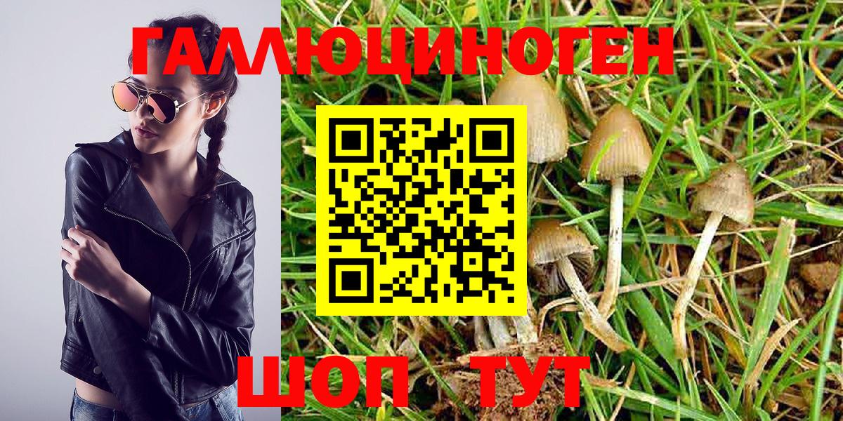 Псилоцибиновые грибы GOLDEN TEACHER Кунгур